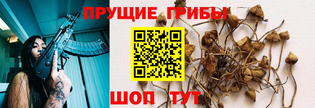Заринск  Галлюциногенные грибы Psilocybe  Вход с VPN  Галлюциногенные грибы Psilocybine cubensis 